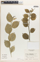 Euphorbia tithymaloides image