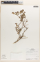 Euphorbia tomentulosa image