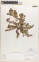 Euphorbia tomentulosa image
