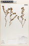 Euphorbia tomentulosa image