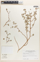 Euphorbia tomentulosa image
