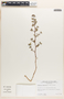 Euphorbia tomentulosa image