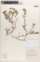 Euphorbia tomentulosa image
