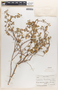 Euphorbia tomentulosa image