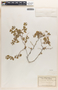 Euphorbia tomentulosa image