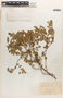 Euphorbia tomentulosa image