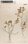 Euphorbia tomentulosa image