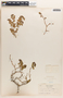 Euphorbia tomentulosa image