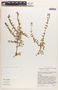 Euphorbia tomentulosa image