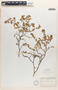 Euphorbia tomentulosa image