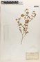 Euphorbia tomentulosa image