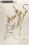 Euphorbia tomentulosa image