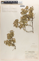Euphorbia tomentulosa image
