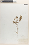 Euphorbia tomentulosa image