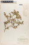 Euphorbia tomentulosa image