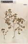 Euphorbia tomentulosa image