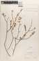 Euphorbia tomentulosa image