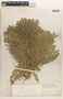 Euphorbia trichotoma image
