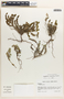 Euphorbia trichotoma image