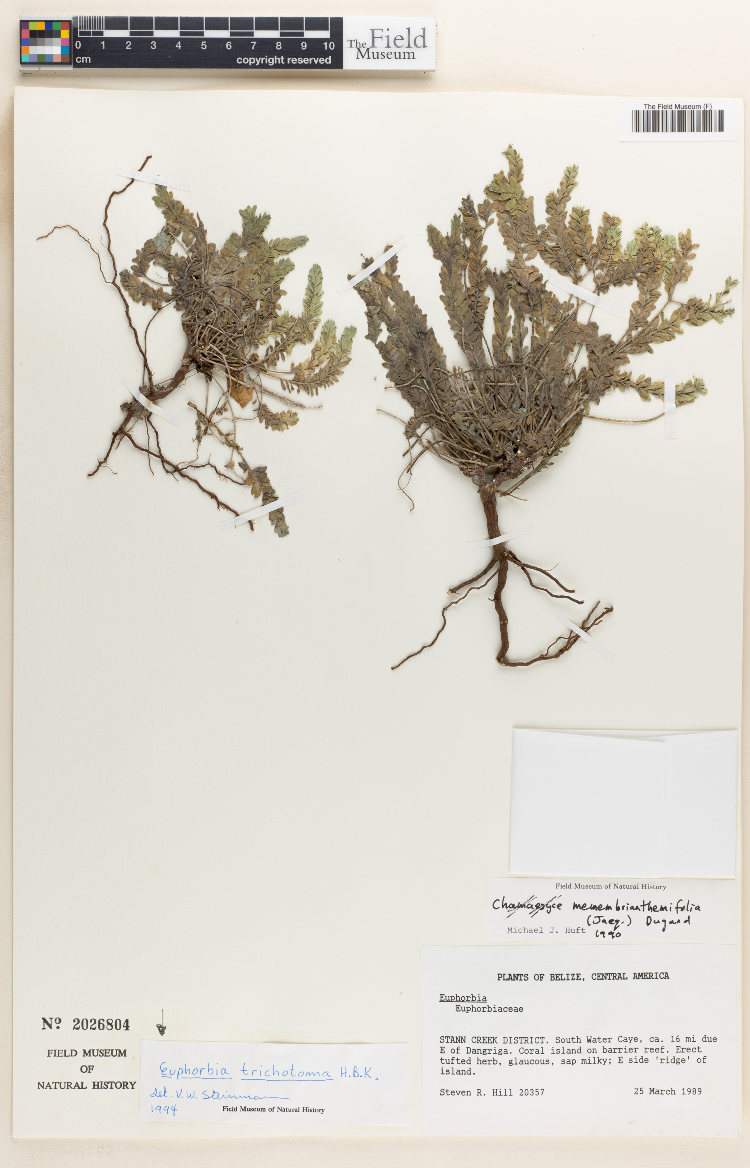 Euphorbia trichotoma image