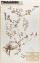 Euphorbia villifera image