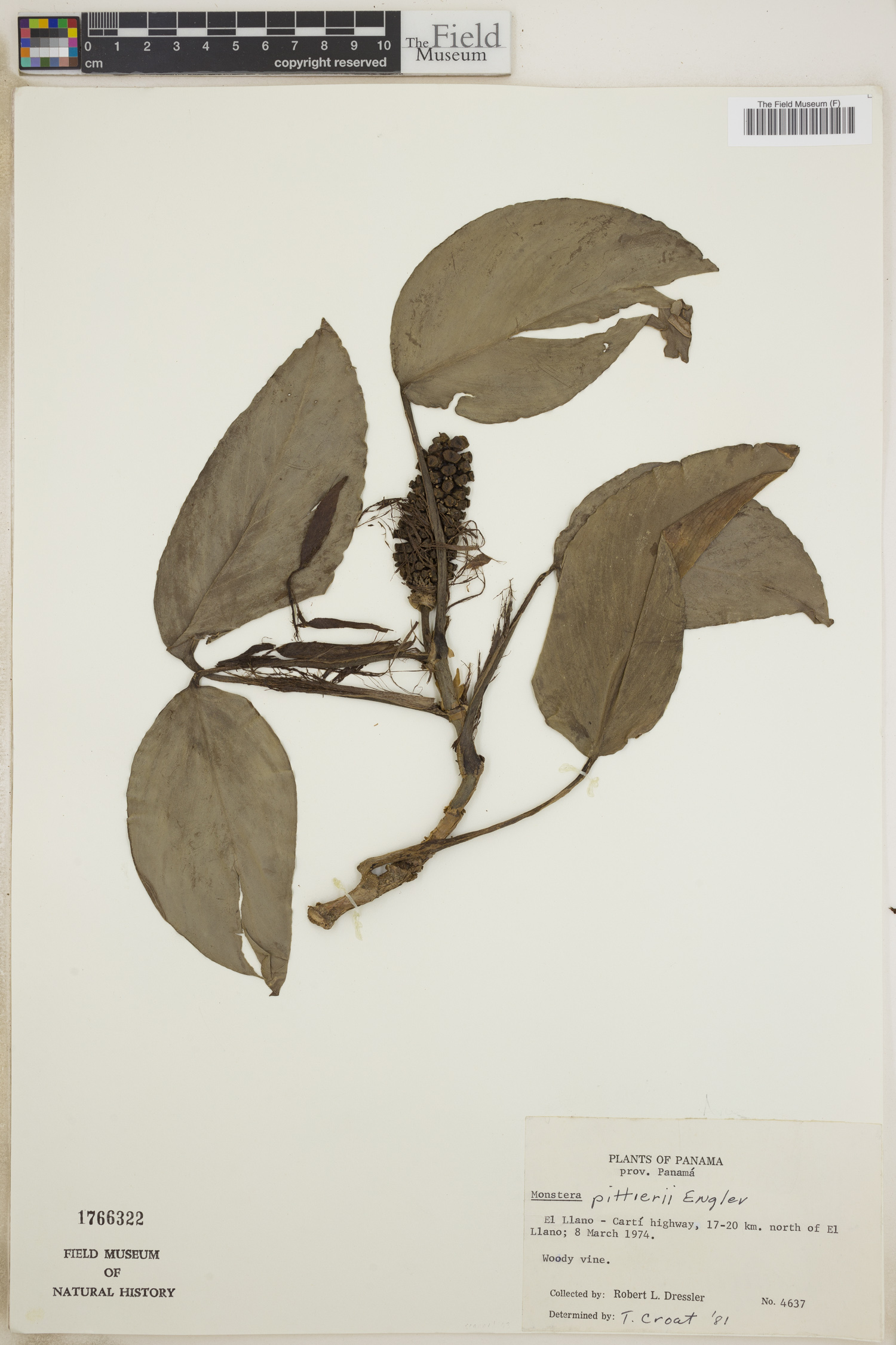 Monstera pittieri image