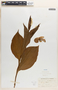 Cypripedium reginae image