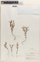 Euphorbia villifera image