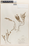Euphorbia villifera image