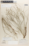 Euphorbia wrightii image