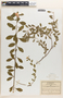 Euphorbia xylopoda image