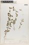 Euphorbia xylopoda image