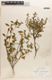 Euphorbia xylopoda image