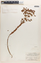 Euphorbia campestris image