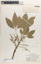 Hevea brasiliensis image