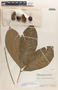 Hevea brasiliensis image