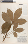 Hevea brasiliensis image