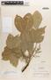 Hevea brasiliensis image