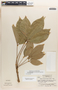 Hevea brasiliensis image