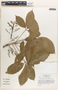 Hevea brasiliensis image