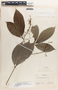 Hevea brasiliensis image