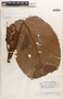 Hieronyma alchorneoides image