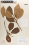 Hieronyma oblonga image