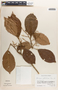 Hieronyma oblonga image