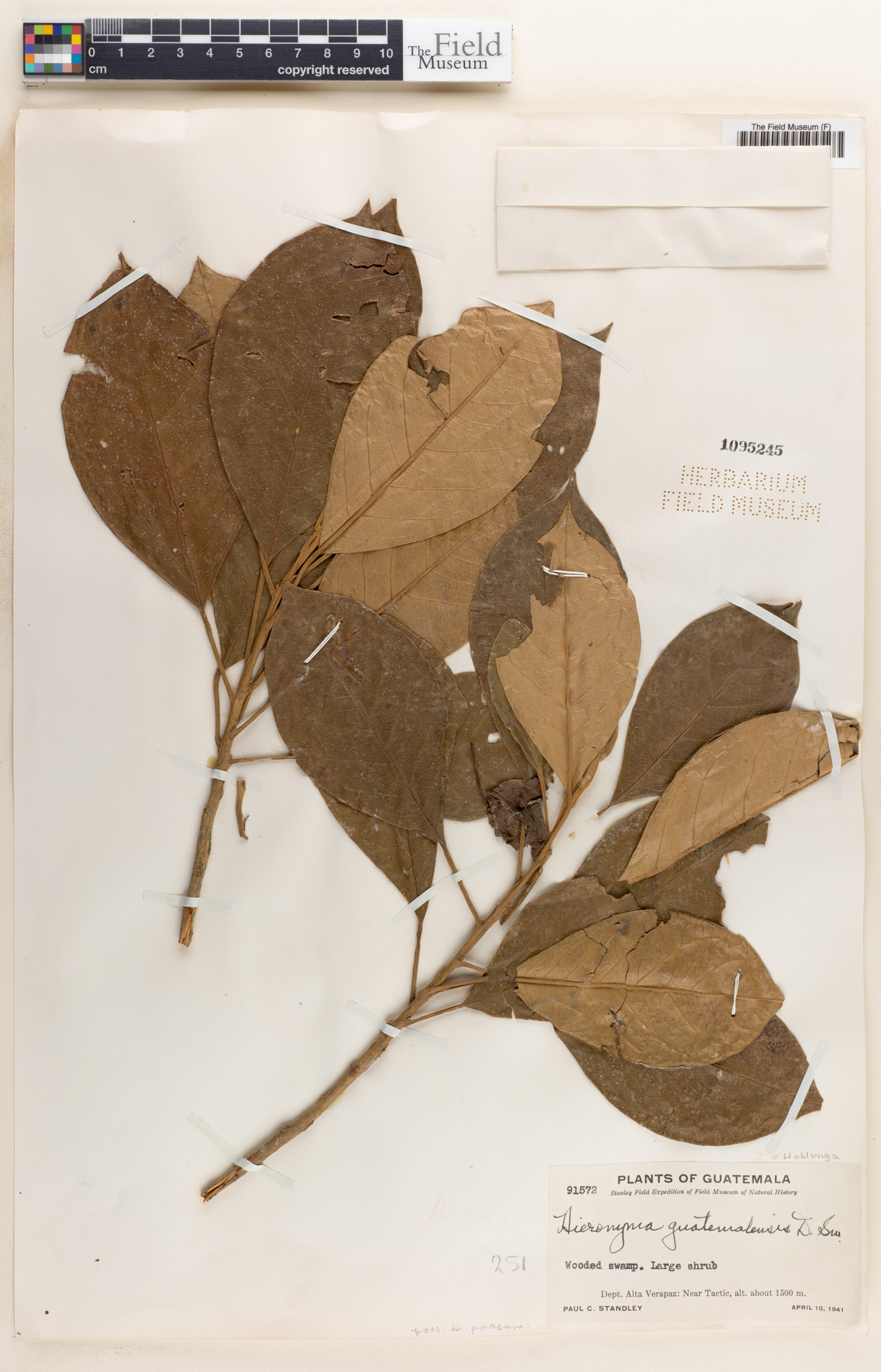 Hieronyma oblonga image