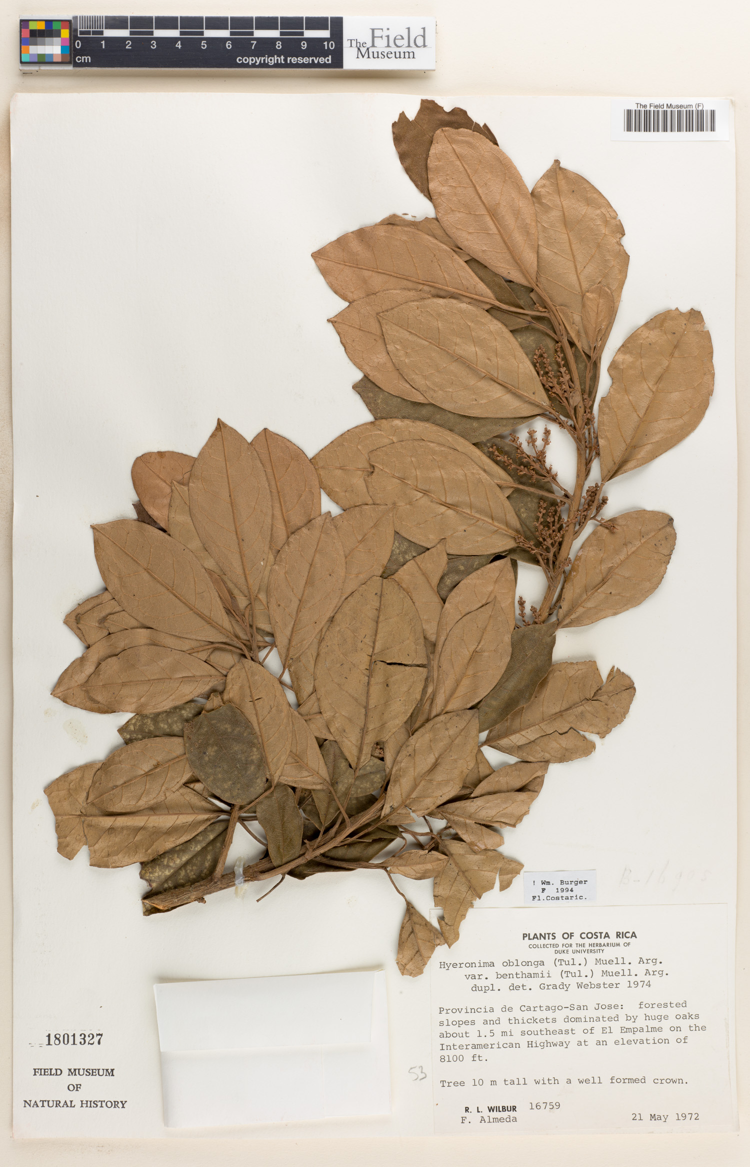 Hieronyma oblonga image