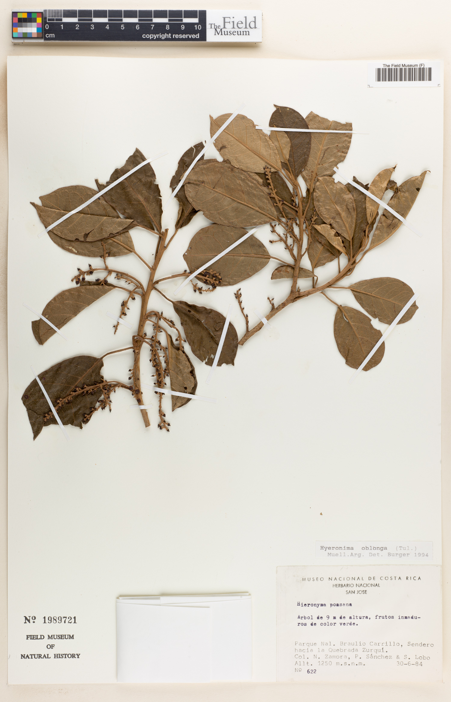 Hieronyma oblonga image