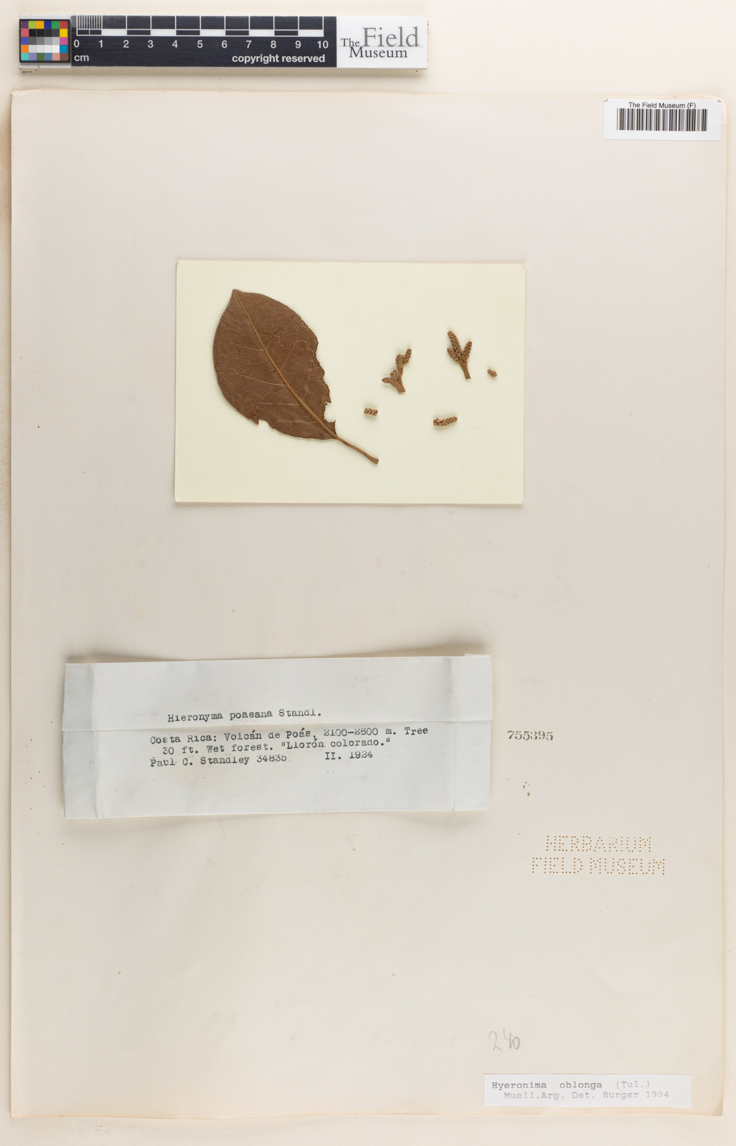 Hieronyma oblonga image