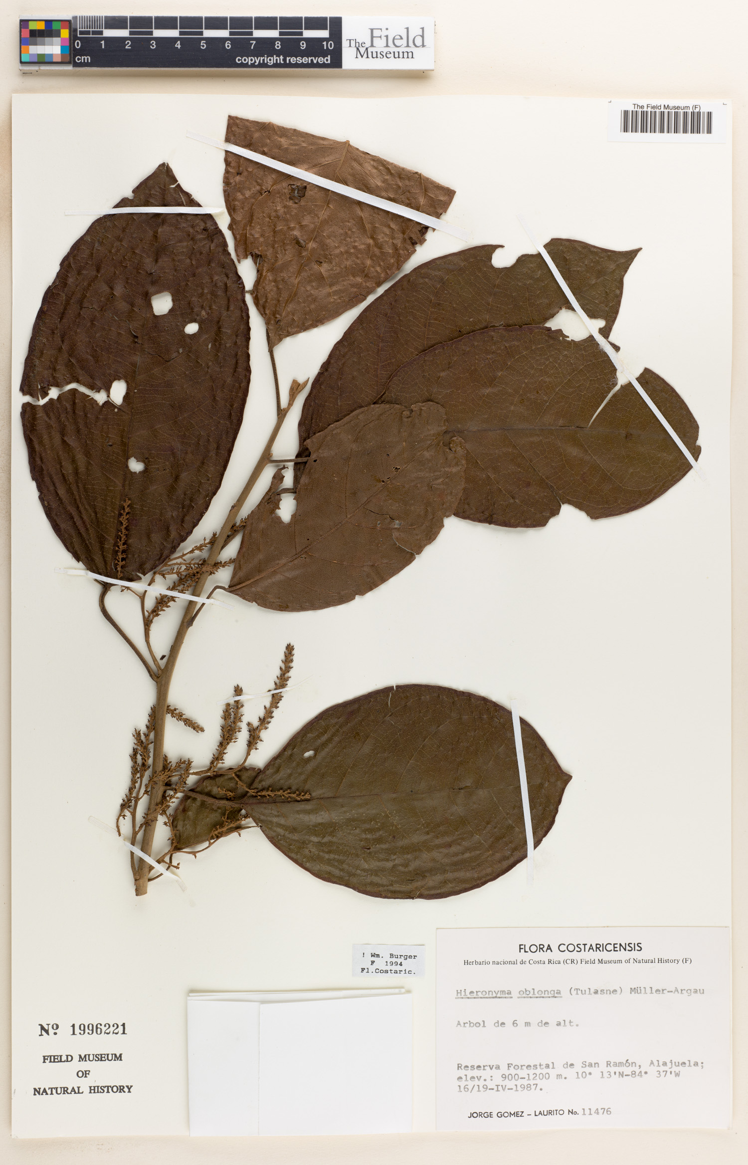 Hieronyma image