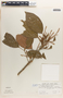 Hieronyma oblonga image